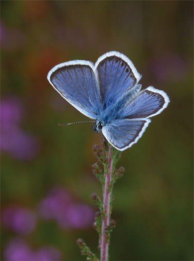 Silver Studded Blue