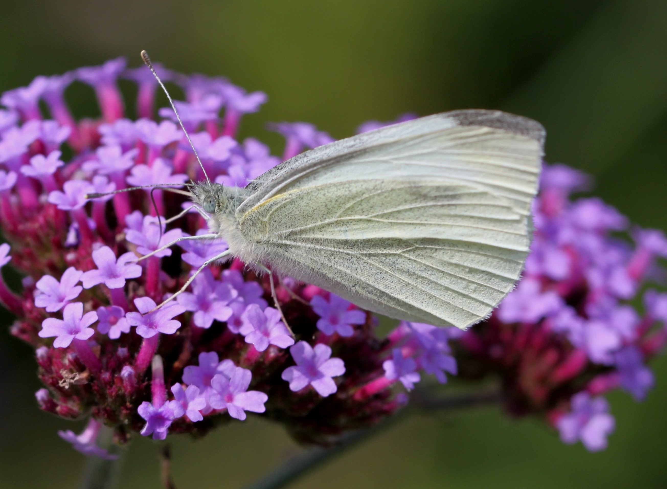 Sussex Butterfly Conservation : Other Pages