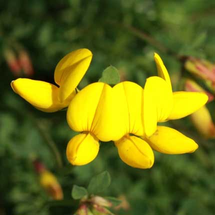 Birds-foot Trefoil