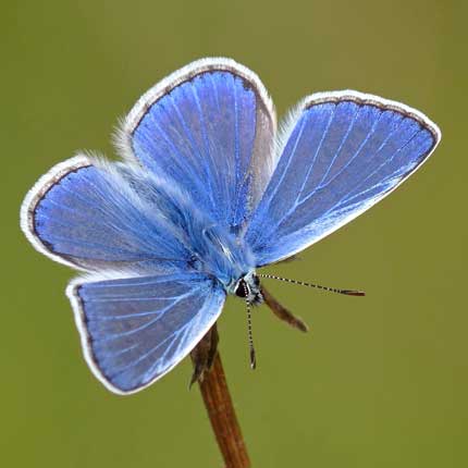 Common Blue