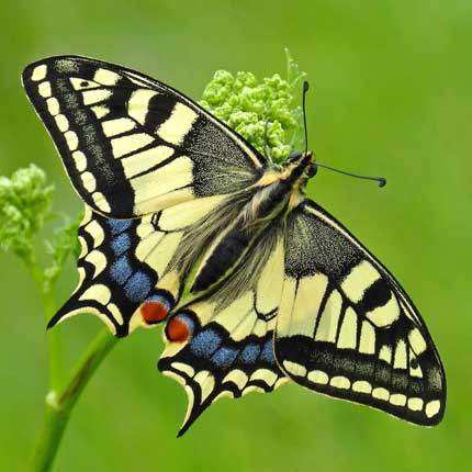 European Swallowtail