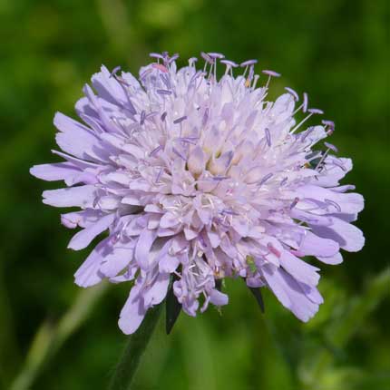 Field Scabious