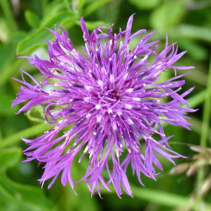 Greater Knapweed