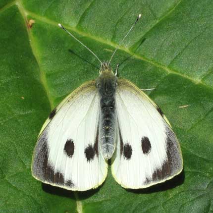 Large White