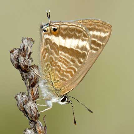 Long-tailed Blue