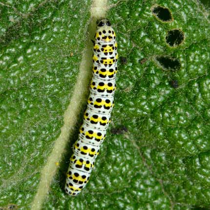 Mullein