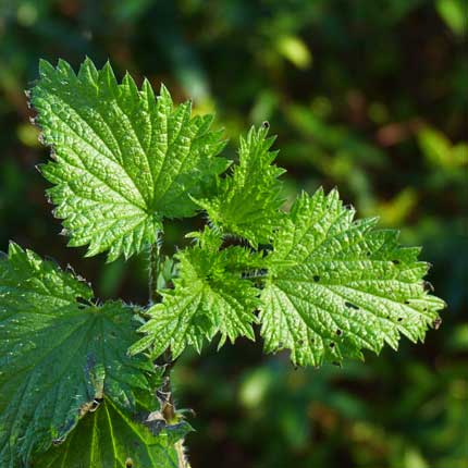 Nettle