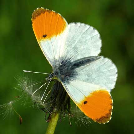 Orange-tip