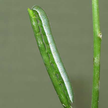 Orange-tip