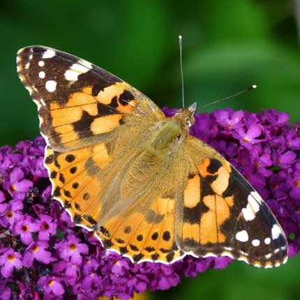 Painted Lady