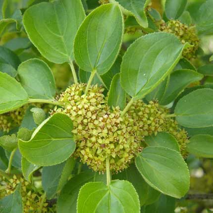 Purging Buckthorn