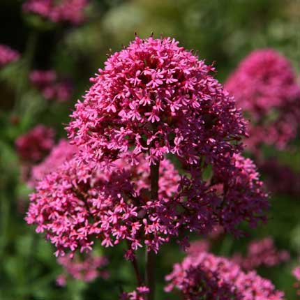 Red Valerian