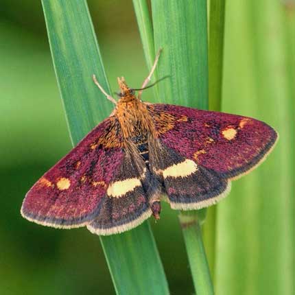 Small Purple and Gold