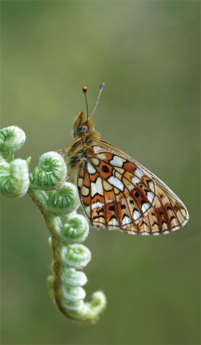 Small Pearl Bordered Fritillary