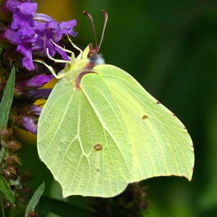 Brimstone