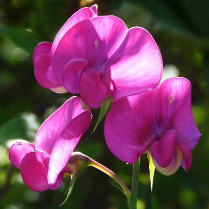 Broad-leaved Everlasting Pea