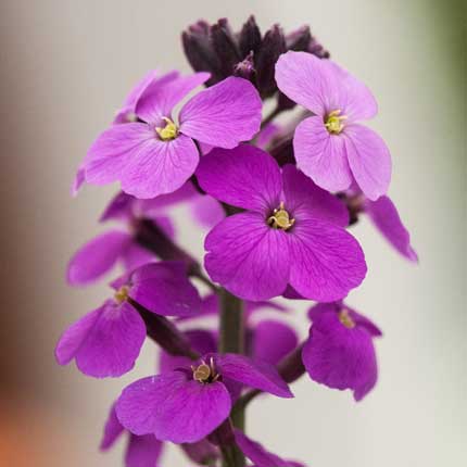 Erysimum