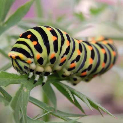 European Swallowtail