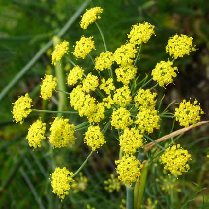 Fennel