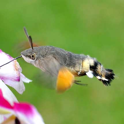 Humming-bird Hawk-moth