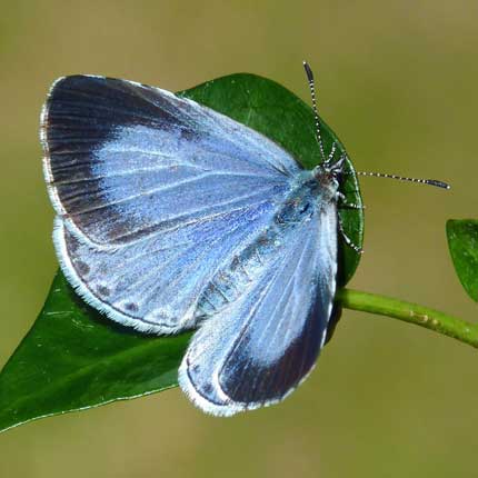 Holly Blue