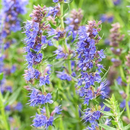 Hyssop