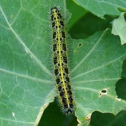 Large White