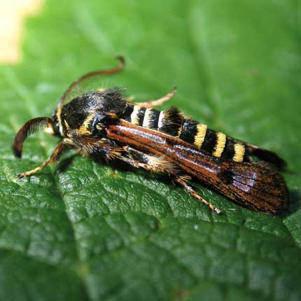 Raspberry Clearwing