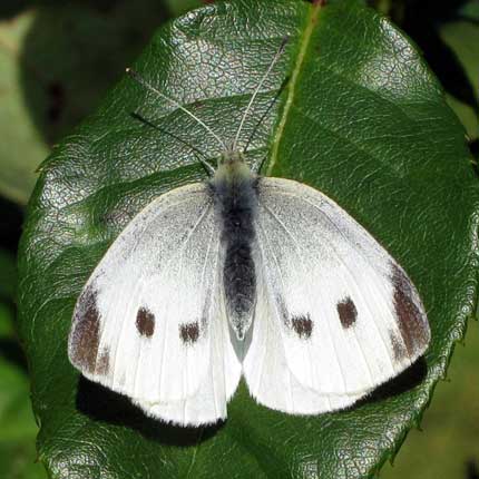 Small White