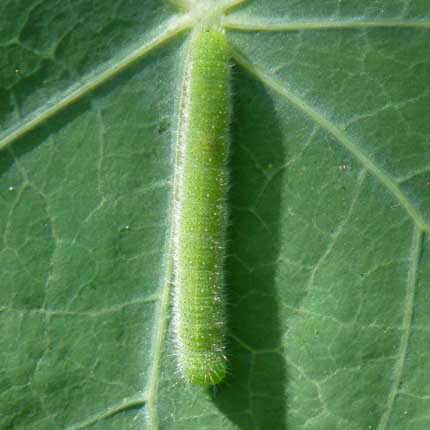 Small White