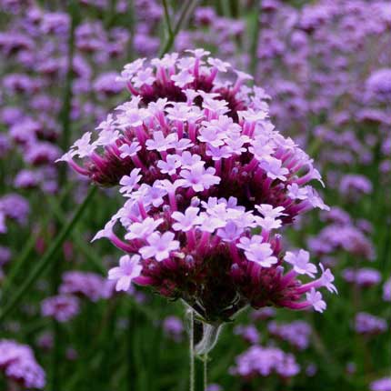 Verbena bonariensis