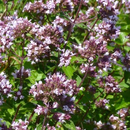 Wild Marjoram